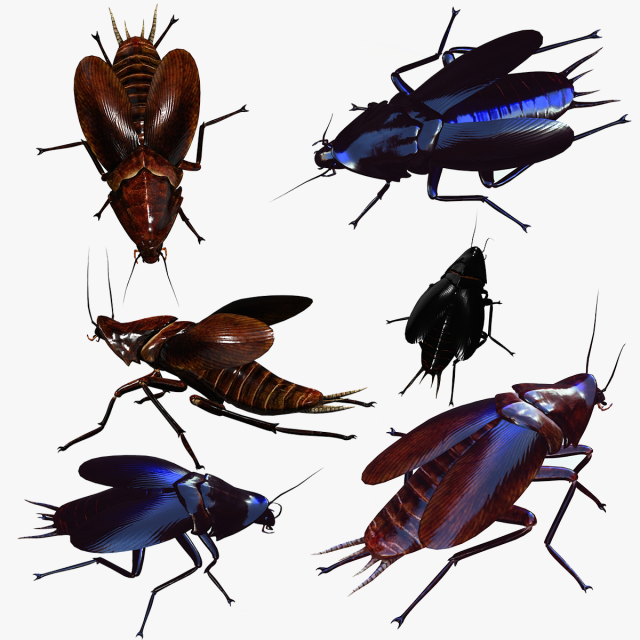 Cockroach 2 pack 3Dモデル .c4d .max .obj .3ds .fbx .stl .blend 