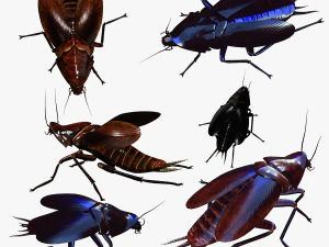 Confezione da 2 scarafaggi Modello 3D