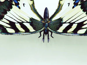BUTTERFLY ANIMATED 3D Model