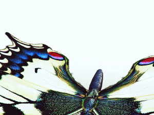 BUTTERFLY ANIMATED 3D 모델
