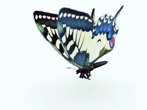 BUTTERFLY ANIMATED 3D 모델