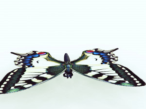 BUTTERFLY ANIMATED 3D 모델