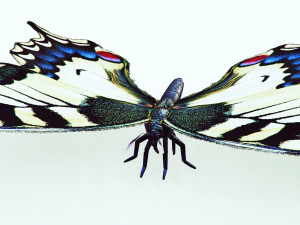 BUTTERFLY ANIMATED 3D 모델