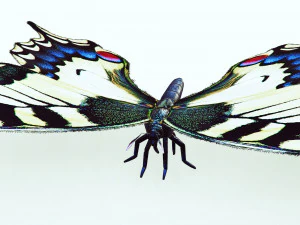 BUTTERFLY ANIMATED 3D Model