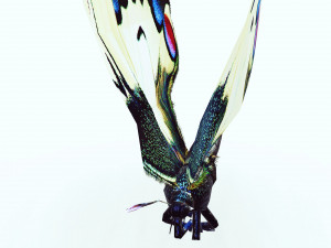 BUTTERFLY ANIMATED 3D 모델
