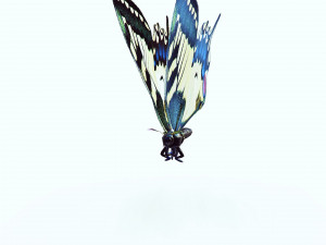 BUTTERFLY ANIMATED 3D 모델
