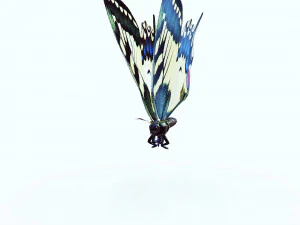 BUTTERFLY ANIMATED 3D Model