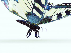BUTTERFLY ANIMATED 3D 모델