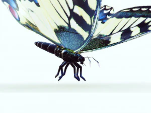 BUTTERFLY ANIMATED 3D Model