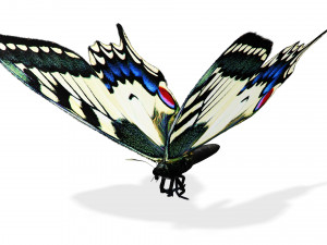 BUTTERFLY ANIMATED 3D 모델