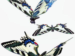 BUTTERFLY ANIMATED 3D 모델