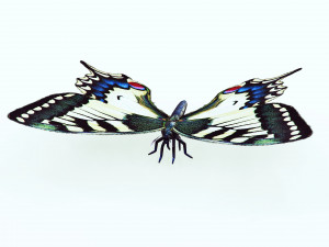 BUTTERFLY ANIMATED 3D 모델