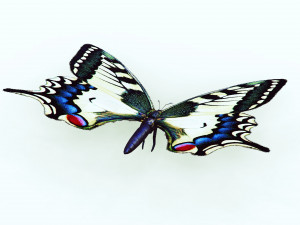 BUTTERFLY ANIMATED 3D 모델