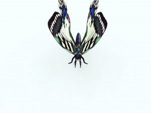 BUTTERFLY ANIMATED 3D 모델