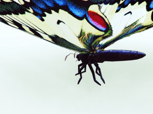 BUTTERFLY ANIMATED 3D 모델