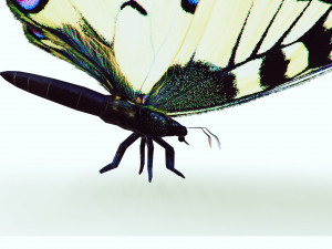 BUTTERFLY ANIMATED 3D 모델
