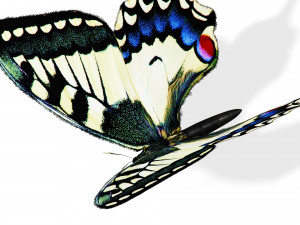 BUTTERFLY ANIMATED 3D 모델