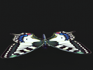 BUTTERFLY ANIMATED 3D 모델