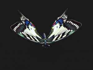 BUTTERFLY ANIMATED 3D 모델
