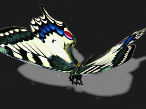 BUTTERFLY ANIMATED 3D 모델