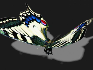 BUTTERFLY ANIMATED 3D Model
