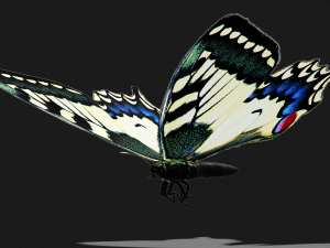 BUTTERFLY ANIMATED 3D 모델