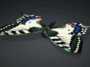 BUTTERFLY ANIMATED 3D 모델