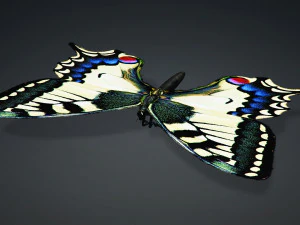 BUTTERFLY ANIMATED 3D Model