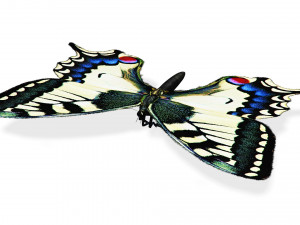 BUTTERFLY ANIMATED 3D 모델