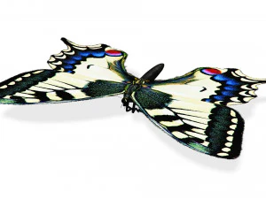 BUTTERFLY ANIMATED 3D Model