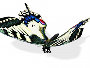 BUTTERFLY ANIMATED 3D 모델