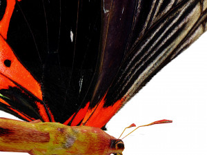 BUTTERFLY ANIMATED 3D MODEL 3D Model