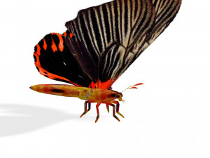 BUTTERFLY ANIMATED 3D MODEL 3D Model