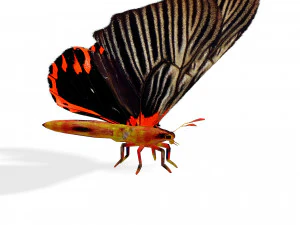 BUTTERFLY ANIMATED 3D MODEL 3D Model