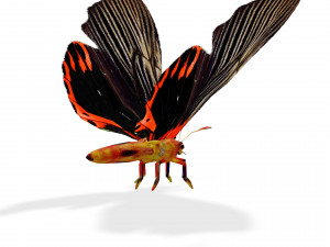BUTTERFLY ANIMATED 3D MODEL 3D Model