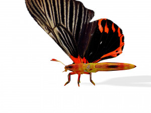 BUTTERFLY ANIMATED 3D MODEL 3D Model