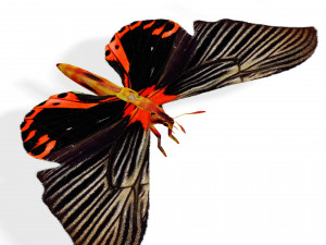BUTTERFLY ANIMATED 3D MODEL 3D Model