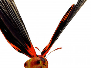 BUTTERFLY ANIMATED 3D MODEL 3D Model