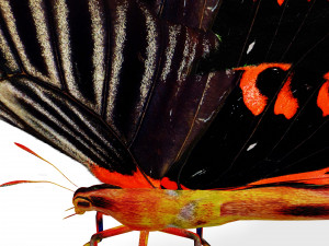 BUTTERFLY ANIMATED 3D MODEL 3D Model