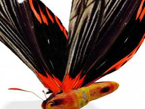 BUTTERFLY ANIMATED 3D MODEL 3D Model