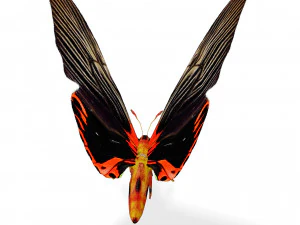 BUTTERFLY ANIMATED 3D MODEL 3D Model
