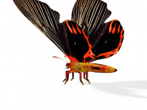 BUTTERFLY ANIMATED 3D MODEL 3D Model