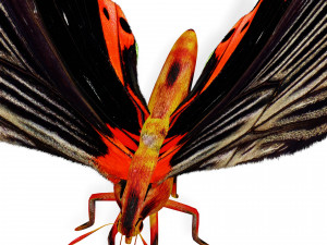 BUTTERFLY ANIMATED 3D MODEL 3D Model