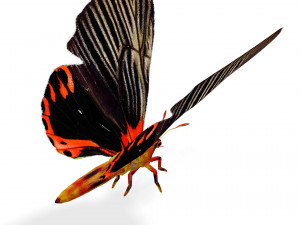 BUTTERFLY ANIMATED 3D MODEL 3D Model