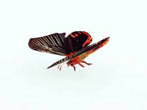 BUTTERFLY ANIMATED 3D MODEL 3D Model