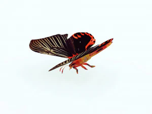 BUTTERFLY ANIMATED 3D MODEL 3D Model