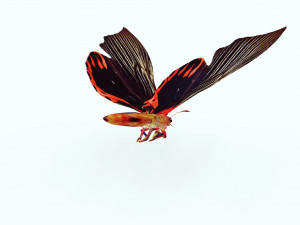 BUTTERFLY ANIMATED 3D MODEL 3D Model