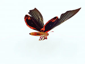 BUTTERFLY ANIMATED 3D MODEL 3D Model