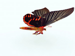 BUTTERFLY ANIMATED 3D MODEL 3D Model