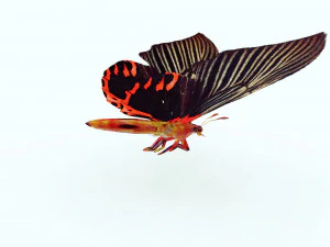 BUTTERFLY ANIMATED 3D MODEL 3D Model